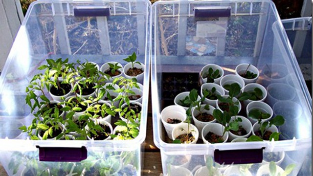 Repurpose Storage Totes As Greenhouses