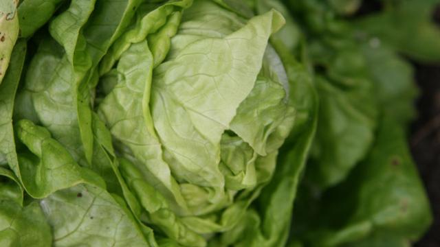 Regrow Lettuce From Leftovers