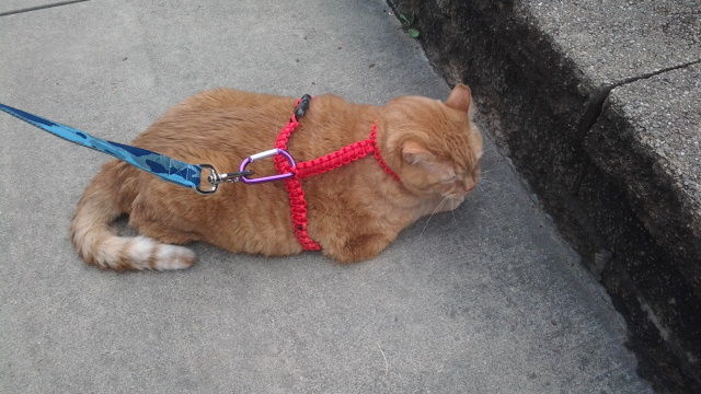 Keep Your Pets Safe With A DIY Paracord Harness