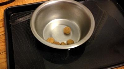 Keep Ants Out Of Your Pets’ Food With A Tray Of Water