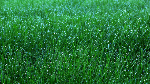 Keep Your Lawn Green Without Wasting Money With These Watering Tips