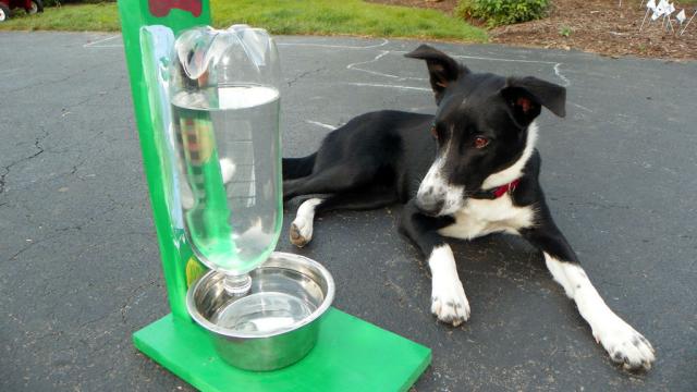 Make An Automatic Water Dispenser Bottle For Pets