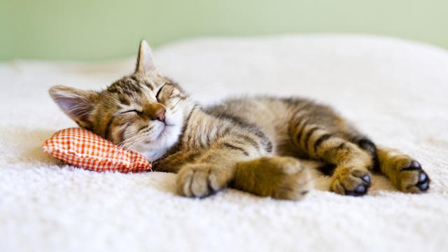 The Science Behind Power Naps, And Why They’re So Damn Good For You