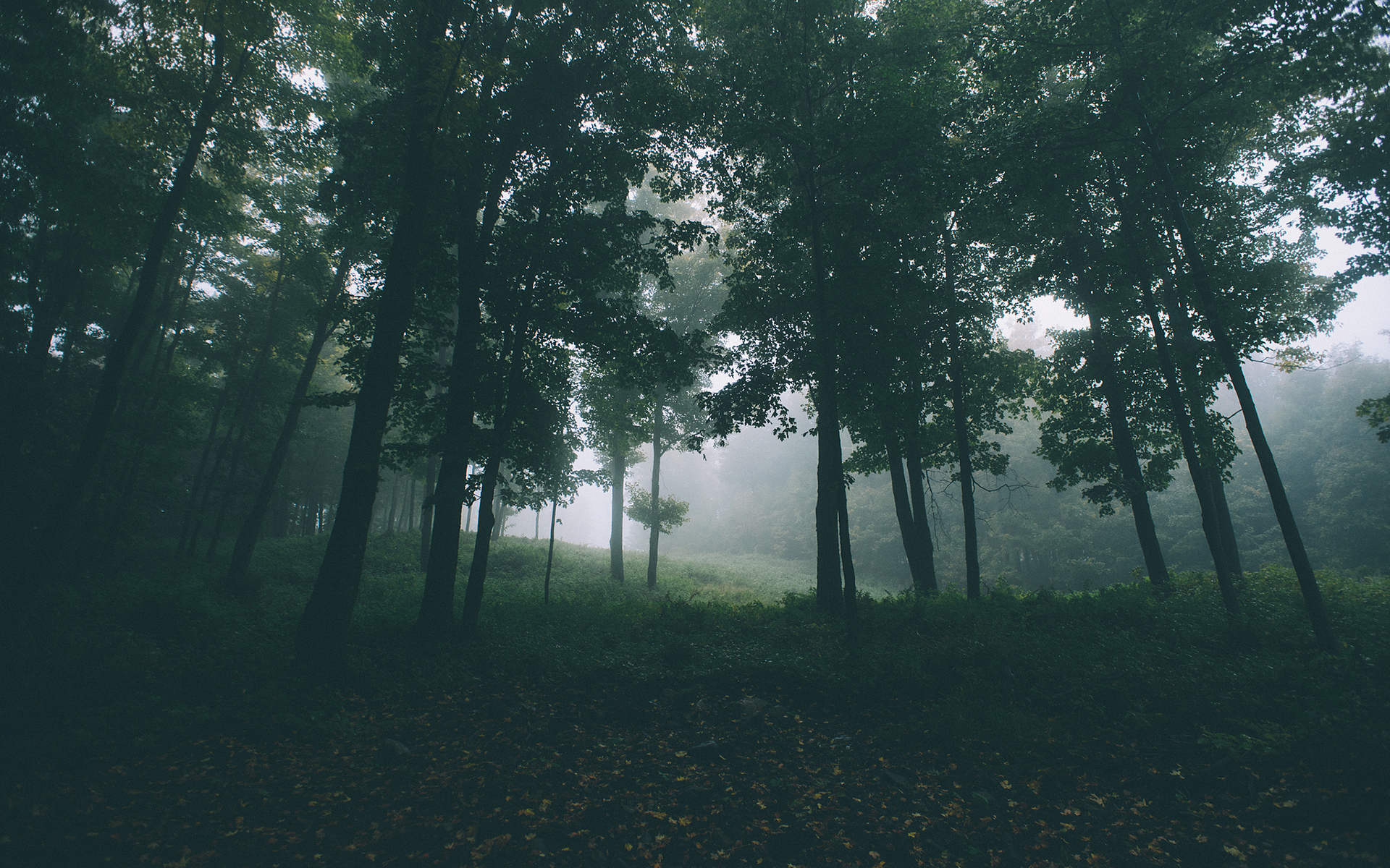 Weekly Wallpaper: Take A Walk Through The Forest