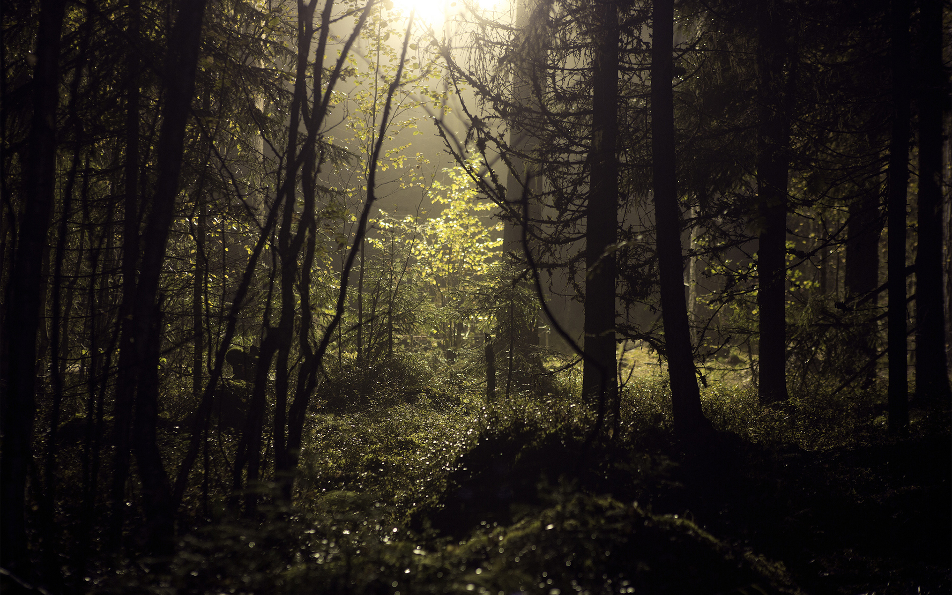 Weekly Wallpaper: Take A Walk Through The Forest