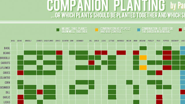 This Chart Shows Which Plants Grow Well Together (And Which Don’t)