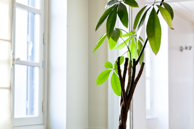 Why Desk Plants Can Make You More Productive