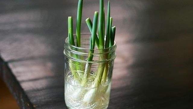 Regrow Fresh Green Onions In A Glass Of Water