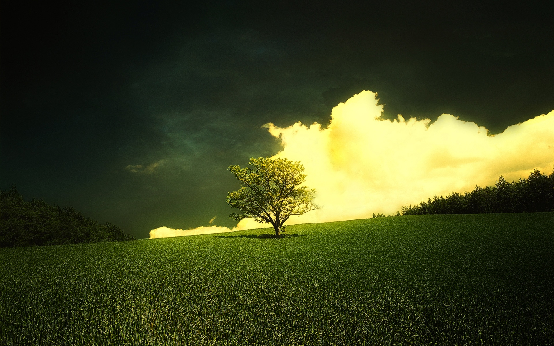 Weekly Wallpaper: Put These Solitary Trees Front And Centre