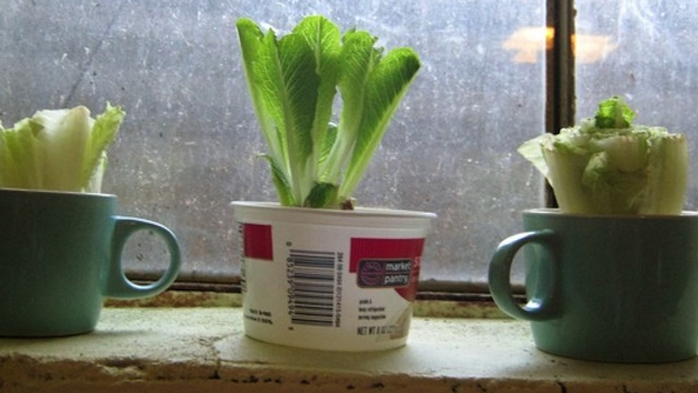 5 Kitchen Scraps You Can Regrow With Just Water