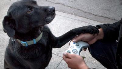 Turn An Old Xbox Controller Into A Dog Leash