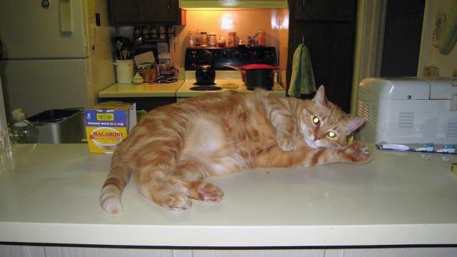 Use Sandpaper Or Baking Sheets To Keep Cats Off The Kitchen Counters