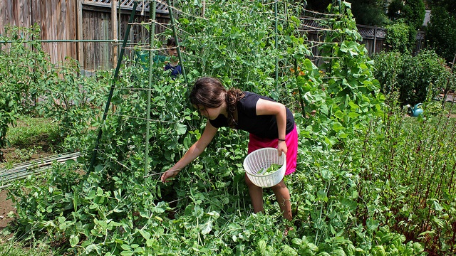 Grow Gardens With Your Kids To Encourage Eating More Vegetables