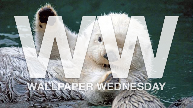 Weekly Wallpaper: Say ‘Awwww’ To These Baby Animals