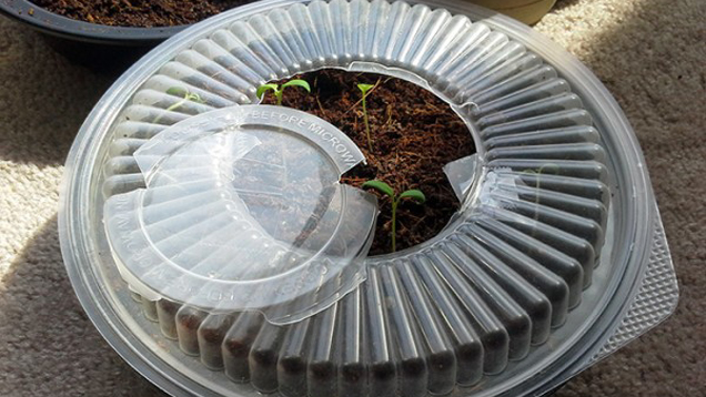 Turn A Takeaway Container Into A Mini-Greenhouse