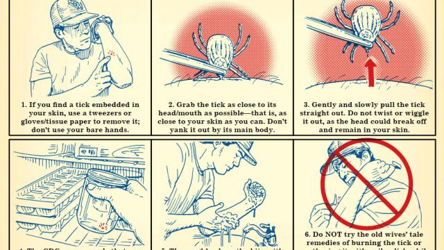 Properly Remove A Tick With This Illustrated Guide