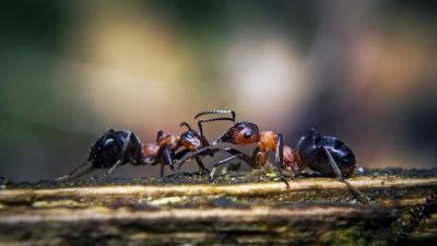 Use Coffee Grounds To Get Rid Of Ants