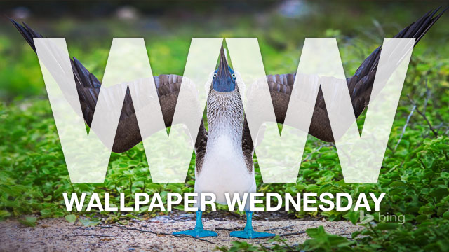 Weekly Wallpaper: Give Your Desktop Good Animal Vibes