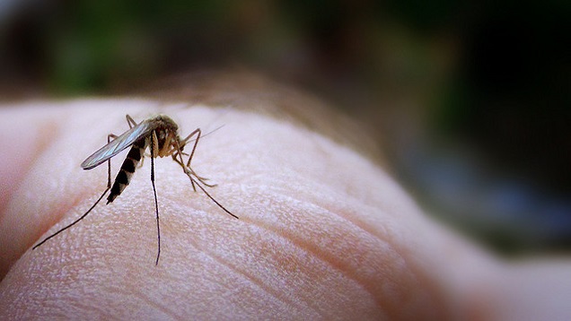 Drink Less Alcohol To Help Keep Mosquitoes Away