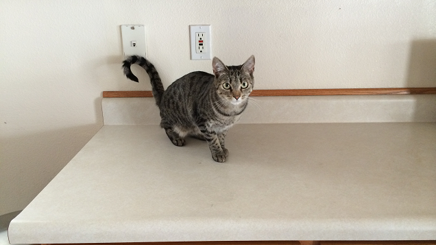 Keep Cats Off The Counter With A ‘Yes’ For Every ‘No’