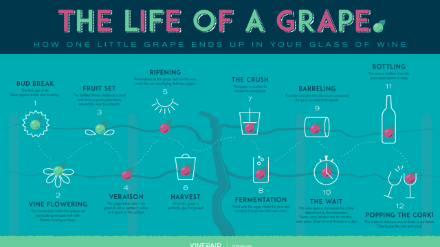 This Graphic Shows You How A Grape Goes From Vine To Wine