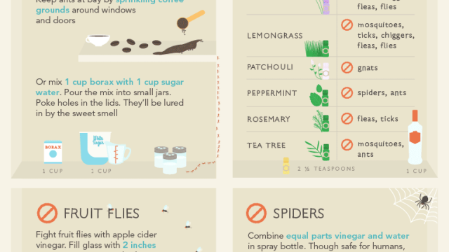 Keep Your Home Insect-Free With These DIY Pest Control Methods