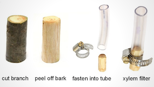 Make A Water Filter Out Of A Tree Branch