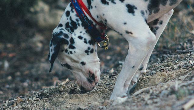 Bury Your Dog’s Poop To Stop Their Constant Digging