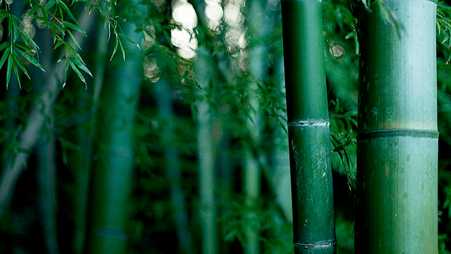 How Finding ‘Overnight Success’ Is Like Growing Bamboo
