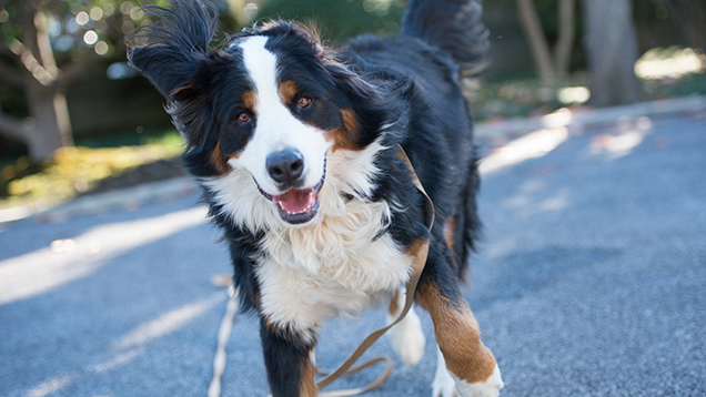 Let Your Love For Your Pet Motivate You (Both) To Exercise