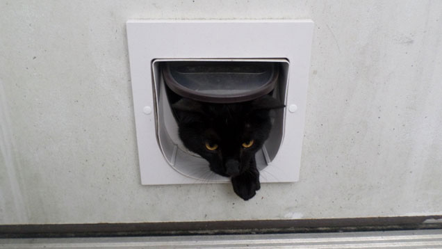 Install A Pet Door Yourself To Keep Your Furry Friend Happy
