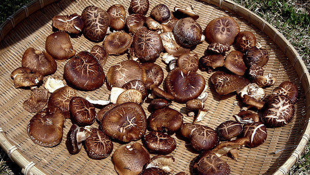 Add Extra Flavour To Any Broth With Dried Shiitake Mushrooms