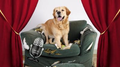 Ask An Expert All About Dog Training
