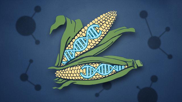 The Biggest Concerns About Genetically Modified Food Aren’t Really About GMOs