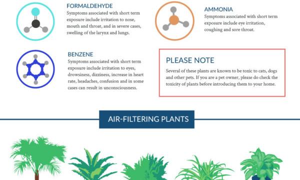This Graphic Shows The Best Air-Cleaning Plants, According To NASA