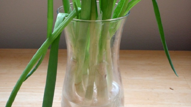 Four Vegetables You Can Regrow On A Windowsill To Use Again Every Week