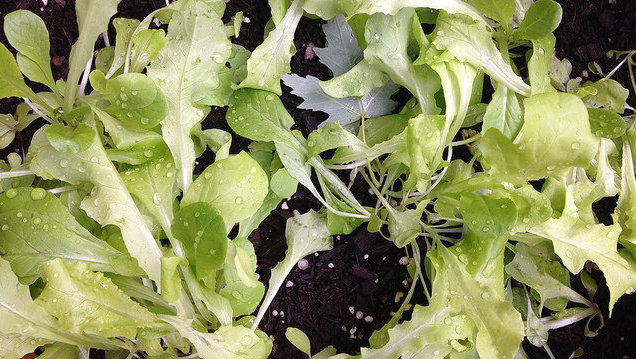 Grow Baby Lettuce To Always Have Fresh Salads On Hand