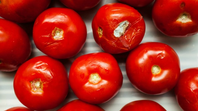 Turn Overripe Tomatoes Into Tomato Water Instead Of Trashing Them