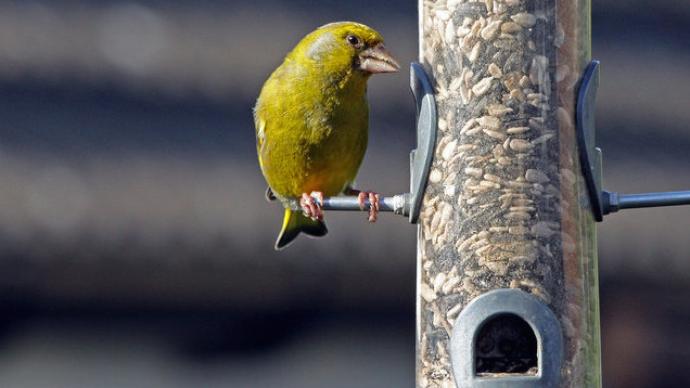Clean Your Bird Feeder Or Bath Weekly To Avoid Pests And Disease
