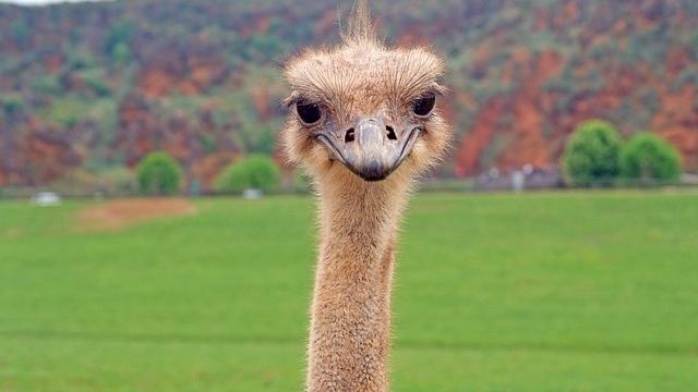 Beware The ‘Ostrich Effect’ When It Comes To Your Financial Health