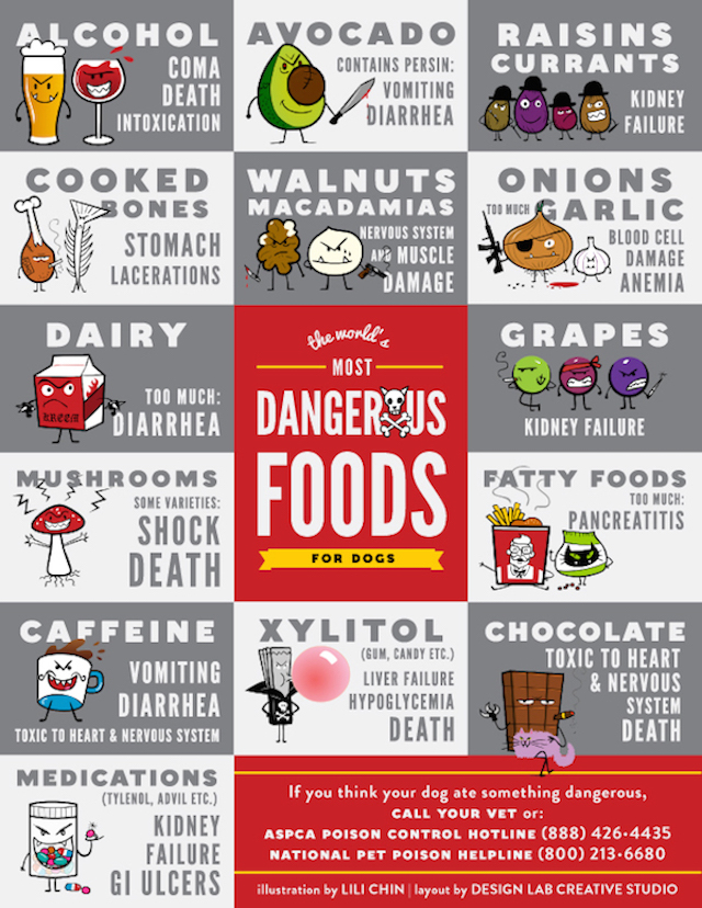 Common Foods That Are Toxic To Dogs