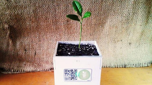 Build A Smart Plant Pot That Alerts You When It Needs Help