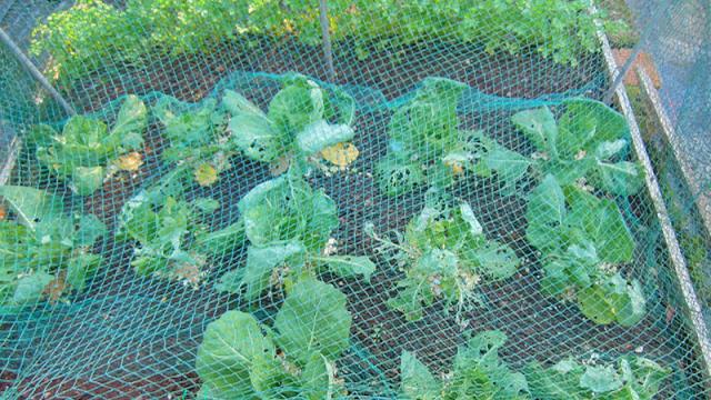 Protect Your Garden Beds From Critters With Netting And Masonry Ladders