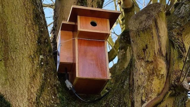 Build An Automated Birdwatching Camera With A Raspberry Pi