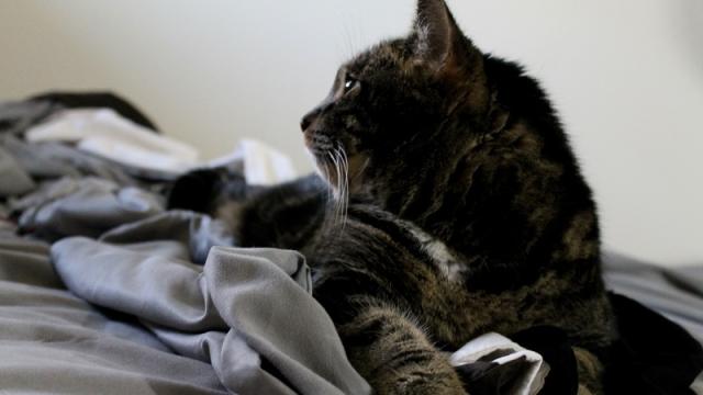 Avoid Laundry Overload By Matching Your Linens To Your Pets