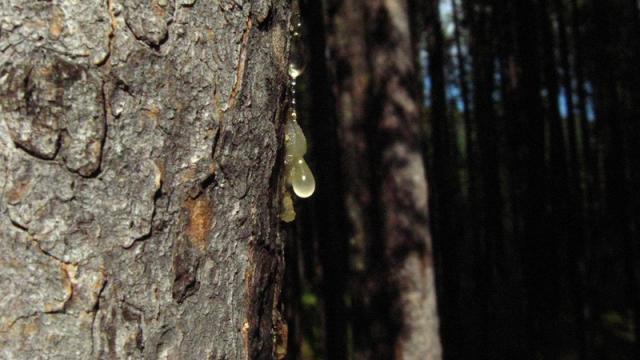 Remove Tree Sap From Your Hands With Coconut Oil And Salt