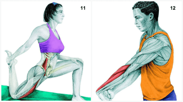 This Guide Shows Which Muscles You Work When You’re Stretching