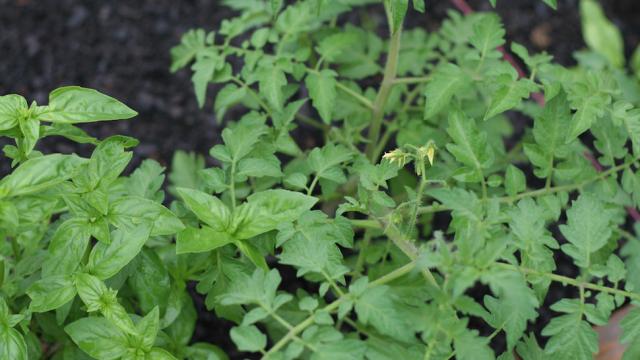 Plant Basil With Tomatoes For A Natural Pest Repellant (and Other Garden Tricks)