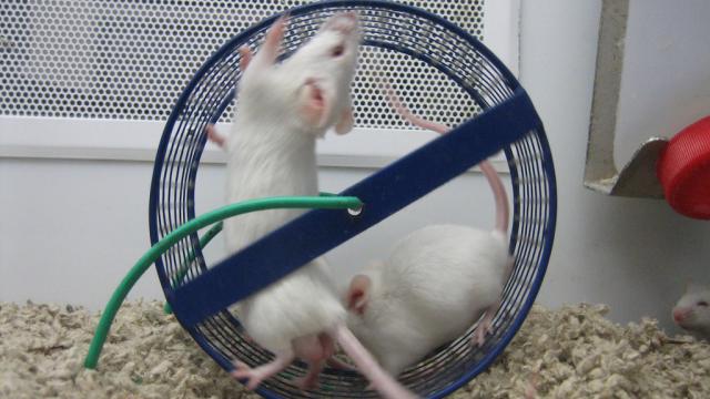 Why Diet Studies Performed On Mice Are Often Unreliable