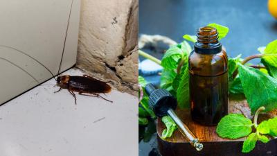Can You Keep Cockroaches Away With Peppermint Oil?